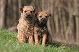 BORDER TERRIER 131